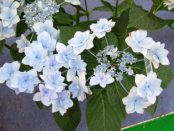 $B%]%8!<%V!<%1!&%1!<%7!<(B